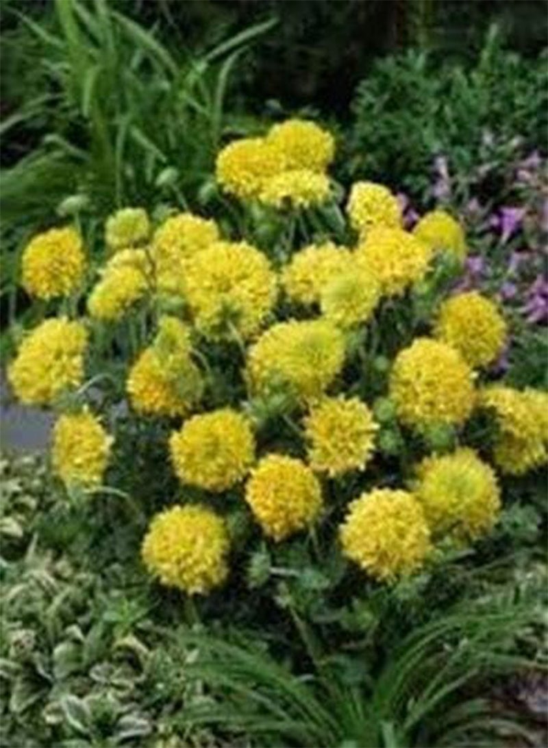 GGOOT Gaillardia Pulchellla- Blanket Flower- Sundance- Yellow- 50 Seeds- - Image 2