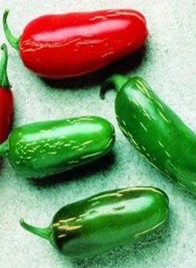 GGOOT Pepper Hot Tam Jalapeno 100 Seeds