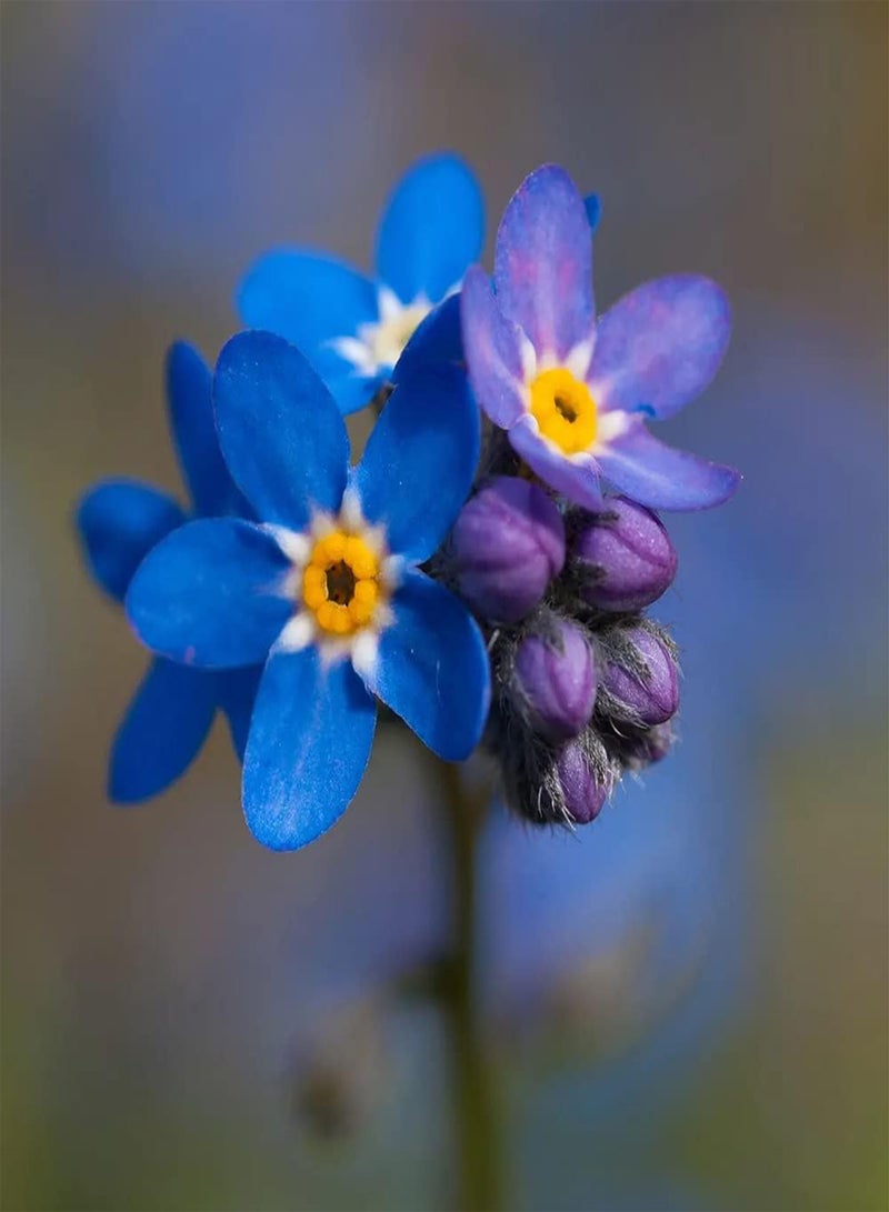 GGOOT 50pcs paars vergeet me niet Zaden meerjarige bloemen lokken bij vlinder bestuiven mooie decoratieve tuin thuis fascinerend landschap aanpasbaar - Image 1
