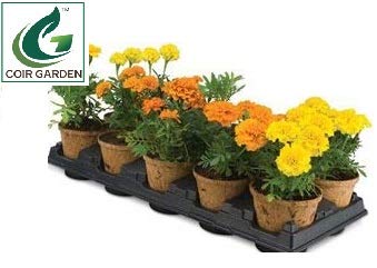 COIR GARDEN Coir Pot 5 inch - 10 Nos, Coco Basket for Gardening Plants & Flowers, Planters - Image 3
