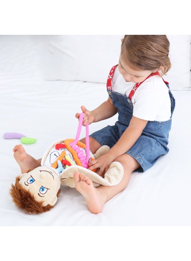 general Children's body structure puzzle baby human body cognitive apron kindergarten model early education toy - Image 4