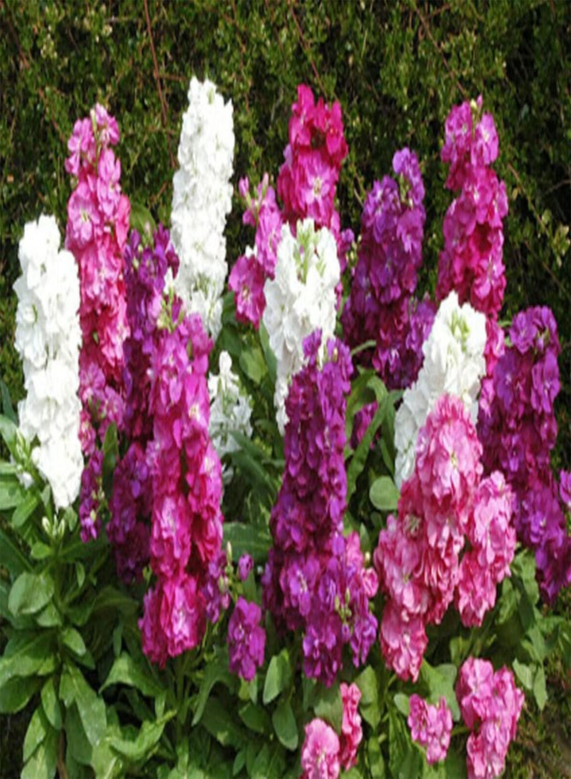 GGOOT 50 Seeds of UK Matthiola Garden Stock Mixed Colour Fragrant Scented Flowers to Grow