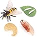 Hvogvok Bee Growth Cycle Animal Growth Cycle Biological Model Growth Stage Lifelike Bee Life Cycle Model Set for Kids Education Insect Themed Party Favors - Image 3
