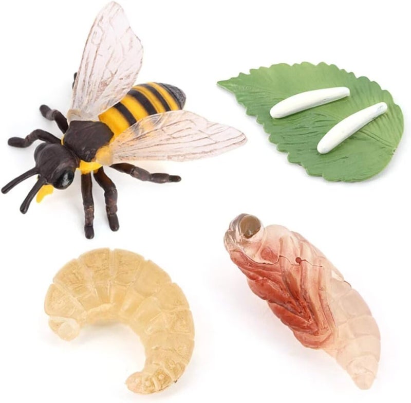 Hvogvok Bee Growth Cycle Animal Growth Cycle Biological Model Growth Stage Lifelike Bee Life Cycle Model Set for Kids Education Insect Themed Party Favors - Image 2
