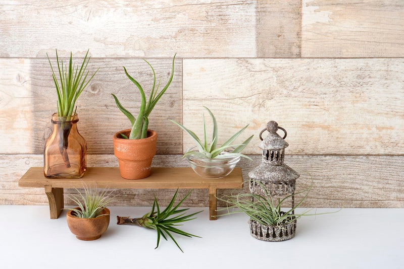 Plants for Pets Tillandsia Air Plants Live Indoor Plants (6PK), Airplants Variety Live Plant Kit, Tropical Plants Live Houseplants, Air Plant Live Succulents Plants Live Plants Indoor House Plants by Plants for Pets - Image 3