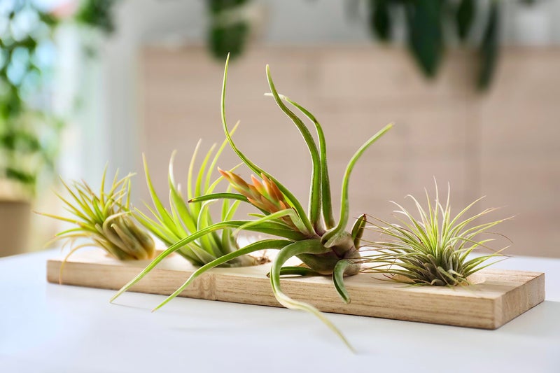 Plants for Pets Tillandsia Air Plants Live Indoor Plants (6PK), Airplants Variety Live Plant Kit, Tropical Plants Live Houseplants, Air Plant Live Succulents Plants Live Plants Indoor House Plants by Plants for Pets - Image 4