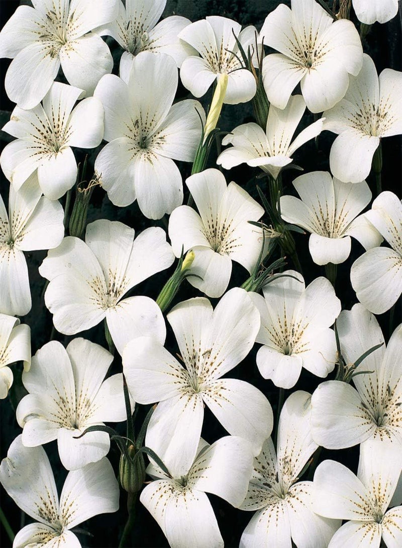 GGOOT Agrostemma githago 'Ocean Pearl' Seeds Corn Cockle Hardy Annual Flowering Garden Plants Easy to Grow Your Own 1 Packet of 10 Seeds by Thompson and Morgan - Image 2