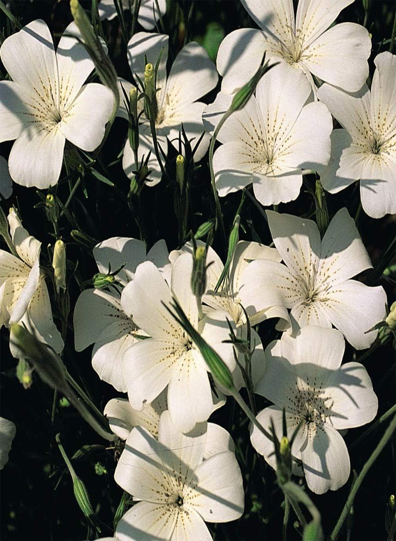 GGOOT Agrostemma githago 'Ocean Pearl' Seeds Corn Cockle Hardy Annual Flowering Garden Plants Easy to Grow Your Own 1 Packet of 10 Seeds by Thompson and Morgan - Image 3