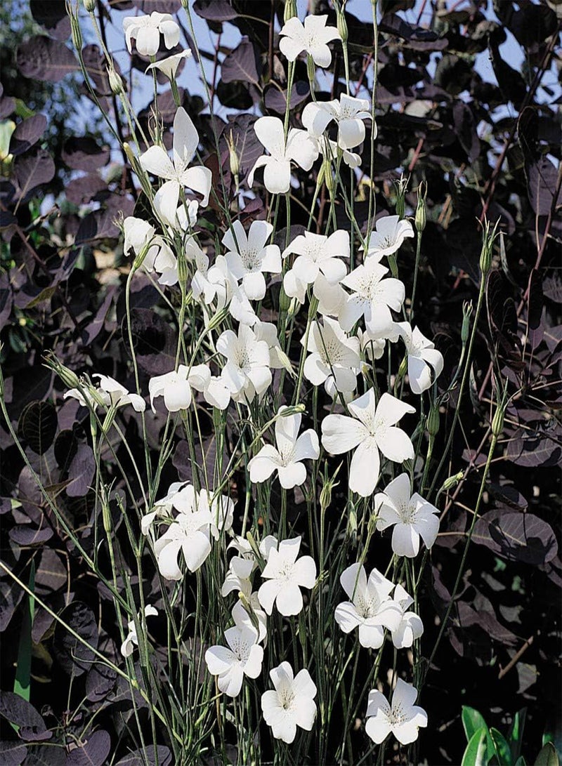 GGOOT Agrostemma githago 'Ocean Pearl' Seeds Corn Cockle Hardy Annual Flowering Garden Plants Easy to Grow Your Own 1 Packet of 10 Seeds by Thompson and Morgan - Image 4