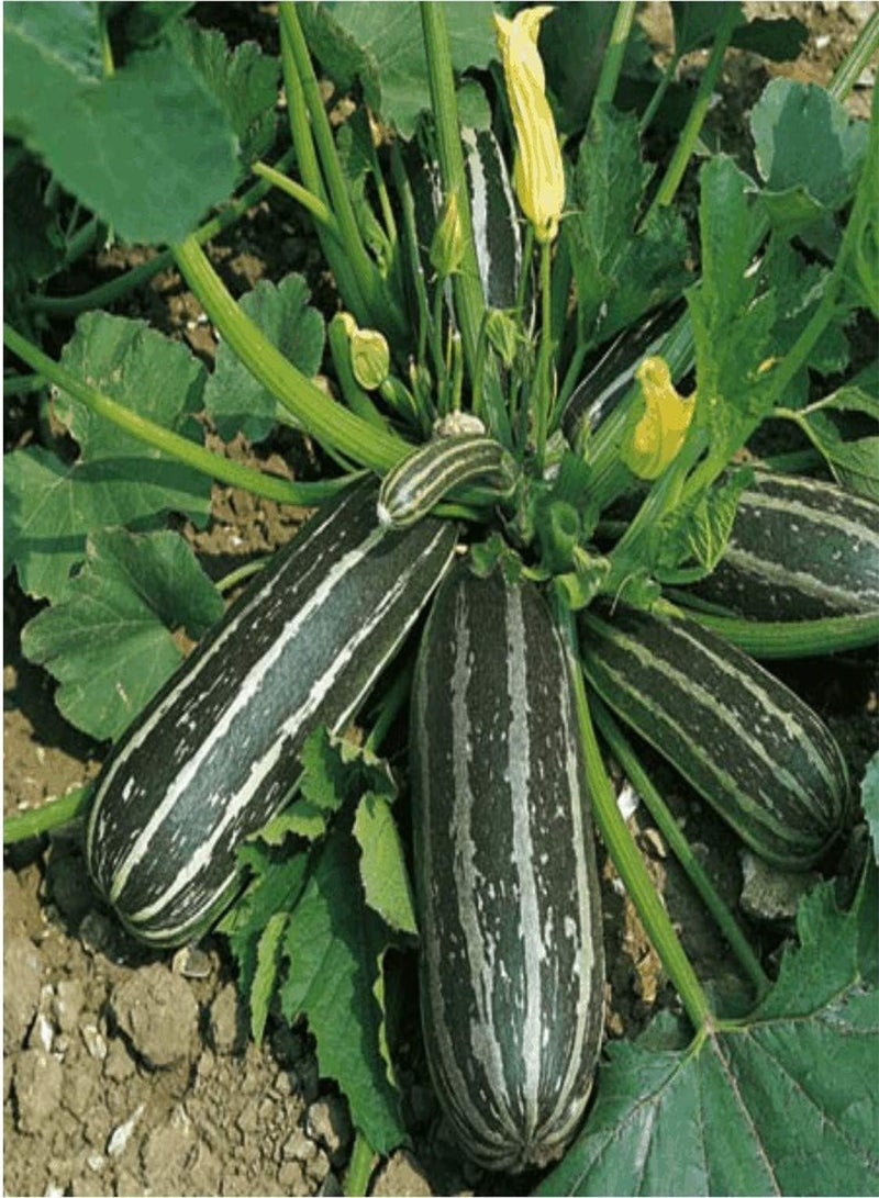 بذور كوسة طويلة خضراء - كوسة بيبو "طويلة خضراء" (4 قطع)، زراعة الكوسة/الكوسة في حديقة المنزل باستخدام مشعل ثقيل، 10 بذور