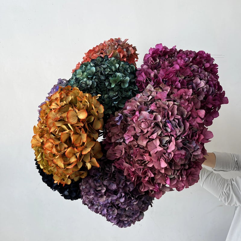 Bluejw Real Natural 25-30cm Preserved Big Leaf Hydrangea Branches – Eternal Dried Hydrangeas for Wedding, Valentine's Day, Graduation & Christmas Decor - Image 4