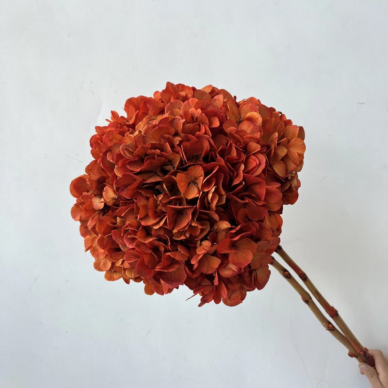 Bluejw Real Natural 25-30cm Preserved Big Leaf Hydrangea Branches – Eternal Dried Hydrangeas for Wedding, Valentine's Day, Graduation & Christmas Decor - Image 1