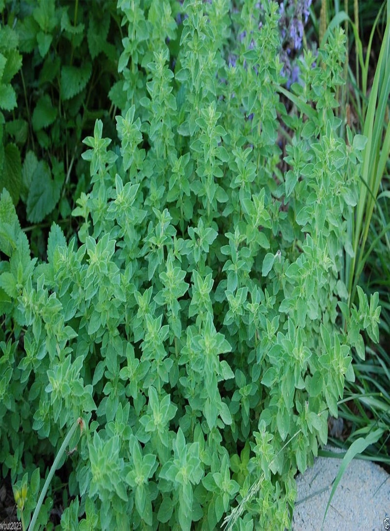 GGOOT Italian Oregano - Wild Marjoram -100 SEEDS - Organic- PIZZA HERB~ ! - Image 3