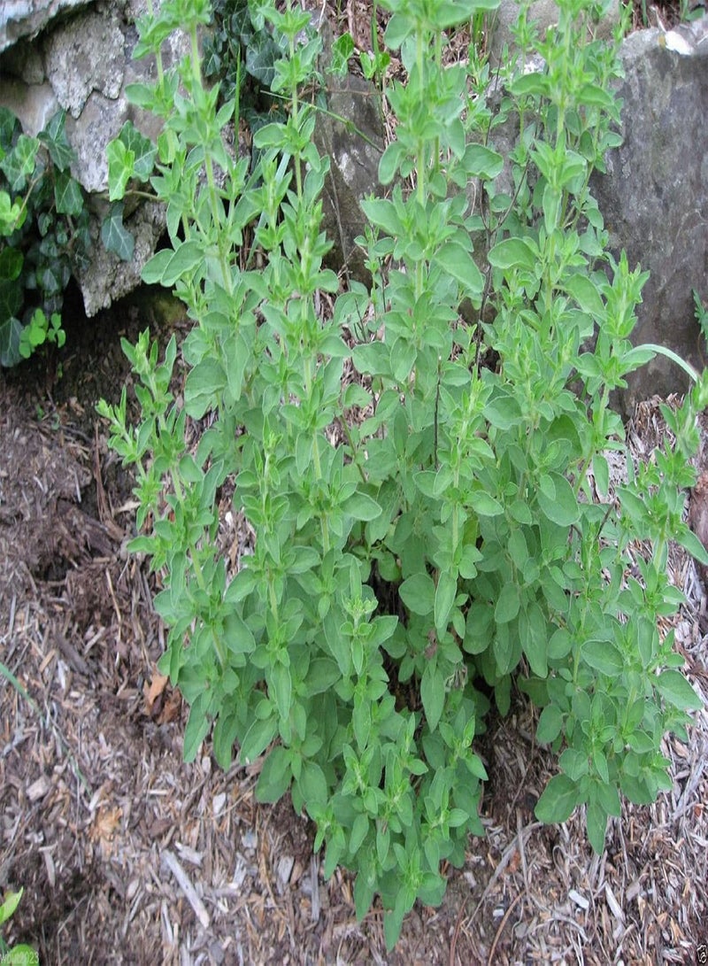 GGOOT Italian Oregano - Wild Marjoram -100 SEEDS - Organic- PIZZA HERB~ ! - Image 1
