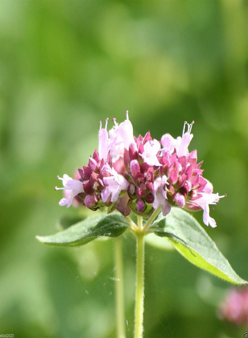 GGOOT Italian Oregano - Wild Marjoram -100 SEEDS - Organic- PIZZA HERB~ ! - Image 4