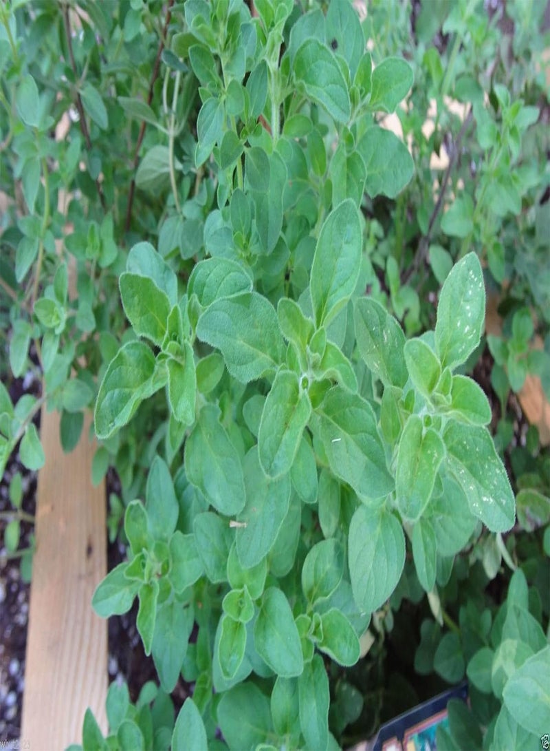 GGOOT Italian Oregano - Wild Marjoram -100 SEEDS - Organic- PIZZA HERB~ ! - Image 5