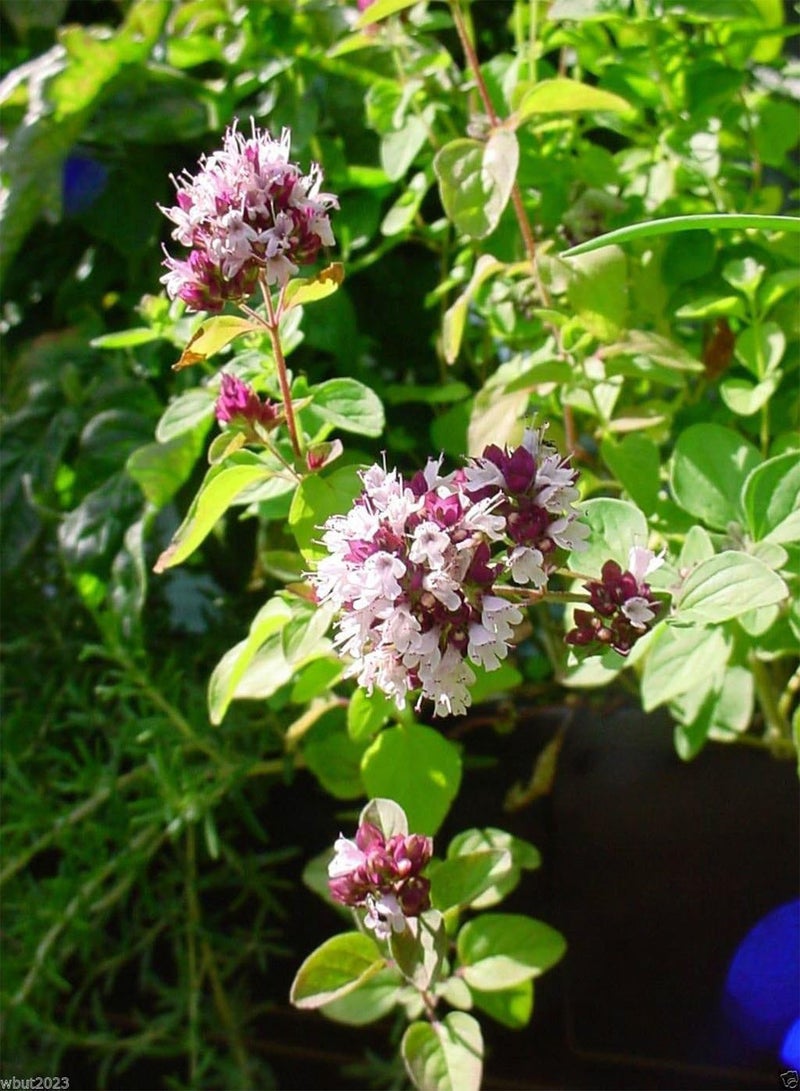 GGOOT Italian Oregano - Wild Marjoram -100 SEEDS - Organic- PIZZA HERB~ ! - Image 2