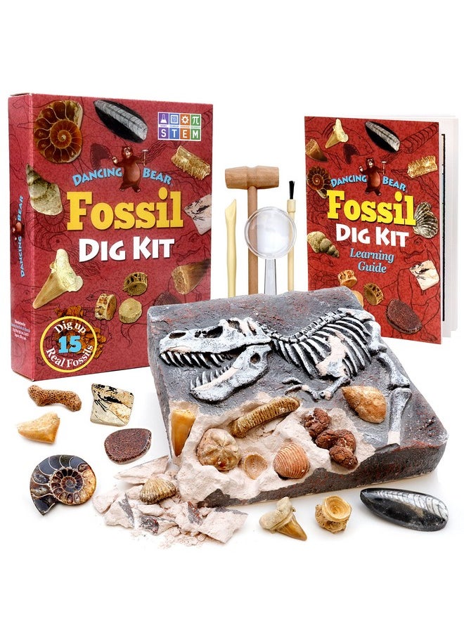 Dancing Bear Fossil Dig Kit, Excavate 15 Prehistoric Fossils Including Real Dinosaur Bones And Shark Teeth, Paleontology Stem Education For Kids, Fun Science Activity Gift Sets For Girls And Boys  - Image 1