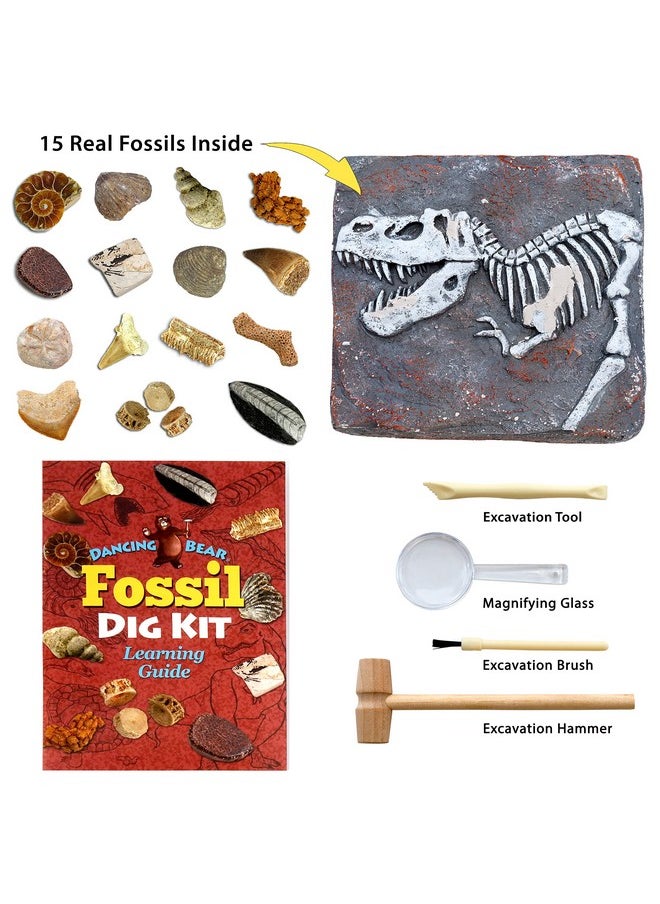 Dancing Bear Fossil Dig Kit, Excavate 15 Prehistoric Fossils Including Real Dinosaur Bones And Shark Teeth, Paleontology Stem Education For Kids, Fun Science Activity Gift Sets For Girls And Boys  - Image 2