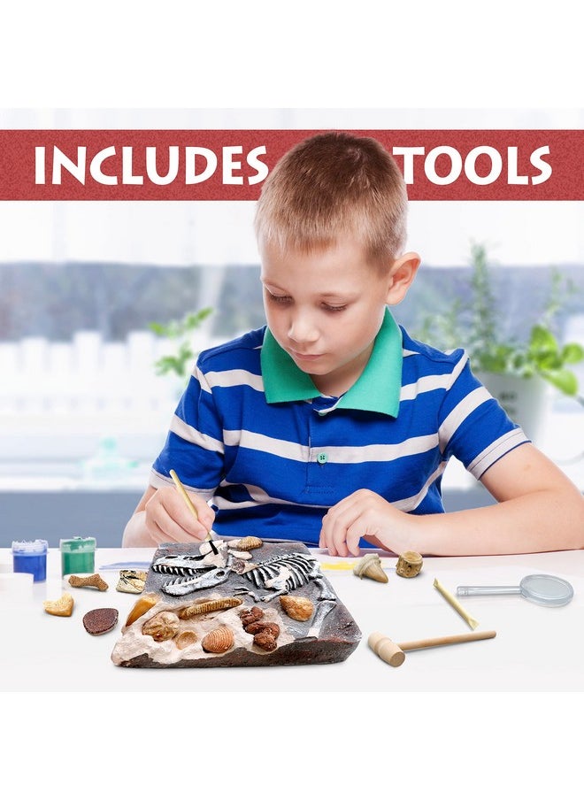 Dancing Bear Fossil Dig Kit, Excavate 15 Prehistoric Fossils Including Real Dinosaur Bones And Shark Teeth, Paleontology Stem Education For Kids, Fun Science Activity Gift Sets For Girls And Boys  - Image 5