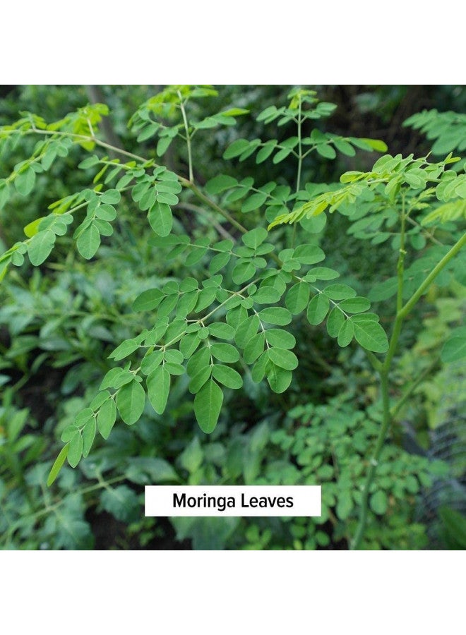 Banyan Botanicals Banyan Botanicals Moringa Leaf Powder - USDA Certified Organic - Moringa Oleifera - Sun Dried - Raw Herbal Superfood - Natural Energy Boost for Optimal Wellness *  - Image 4