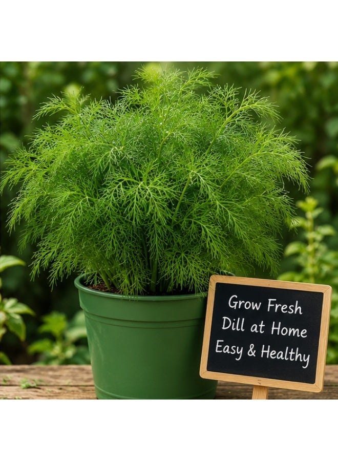 vsell24 Pack of 3- Dill Seeds 10g Each – Non-GMO Fresh Herb Seeds with High Purity & Excellent Germination for Home Gardening - Image 3