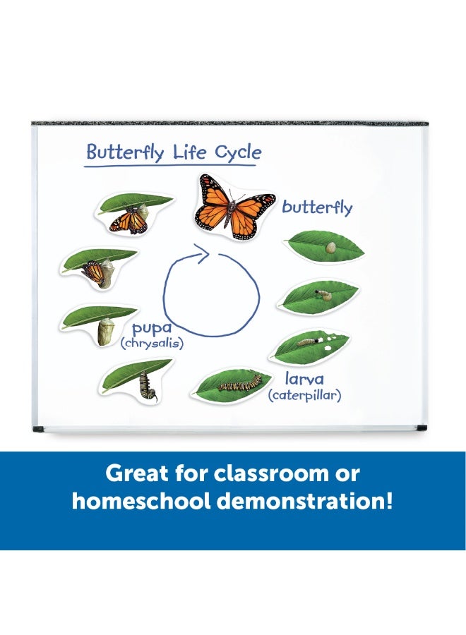 ليرننج ريسورسز موارد تعليمية: دورة حياة الفراشة المغناطيسية العملاقة، مغناطيسات تعليمية ضخمة لتعلم العلوم، مورد تفاعلي في مجالات العلوم والتكنولوجيا والهندسة والرياضيات، للأعمار من 5 سنوات فما فوق - Image 4