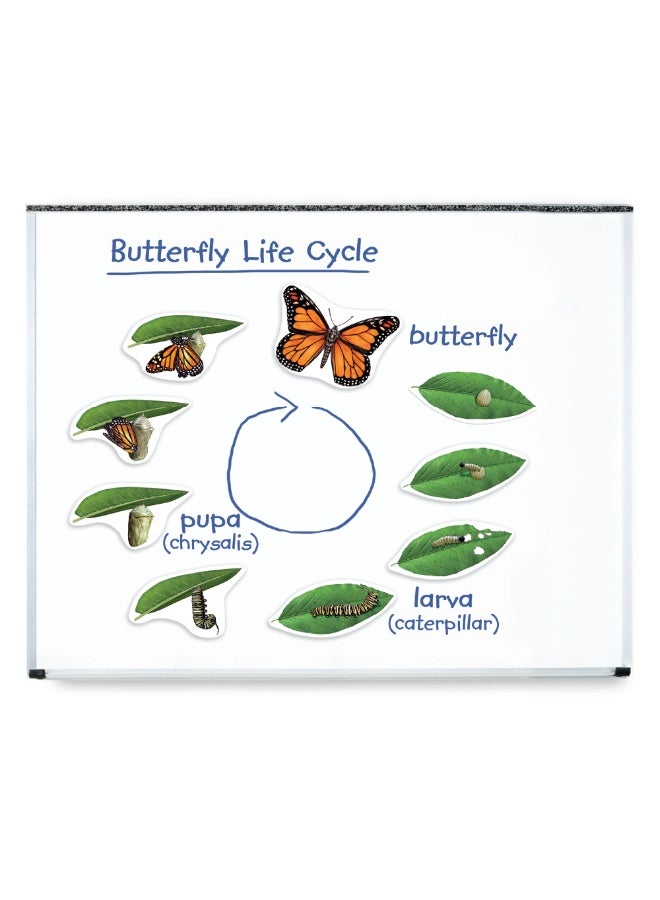 ليرننج ريسورسز موارد تعليمية: دورة حياة الفراشة المغناطيسية العملاقة، مغناطيسات تعليمية ضخمة لتعلم العلوم، مورد تفاعلي في مجالات العلوم والتكنولوجيا والهندسة والرياضيات، للأعمار من 5 سنوات فما فوق - Image 1