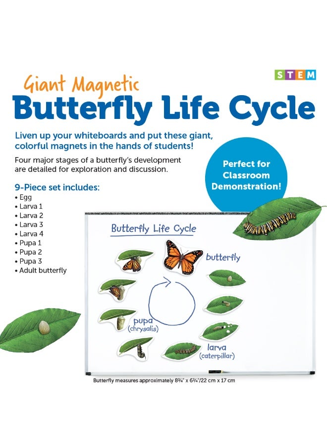 ليرننج ريسورسز موارد تعليمية: دورة حياة الفراشة المغناطيسية العملاقة، مغناطيسات تعليمية ضخمة لتعلم العلوم، مورد تفاعلي في مجالات العلوم والتكنولوجيا والهندسة والرياضيات، للأعمار من 5 سنوات فما فوق - Image 3