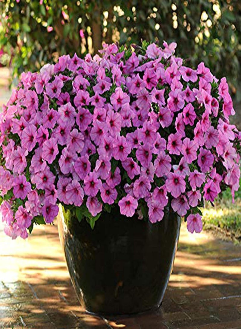 جي جوت بذور نباتات 100 قطعة/كيس من بذور البتونيا، نباتات بونساي سنوية معلقة للزينة، نباتات منظر طبيعي للطاولات، بذور للحدائق - صفراء - Image 3