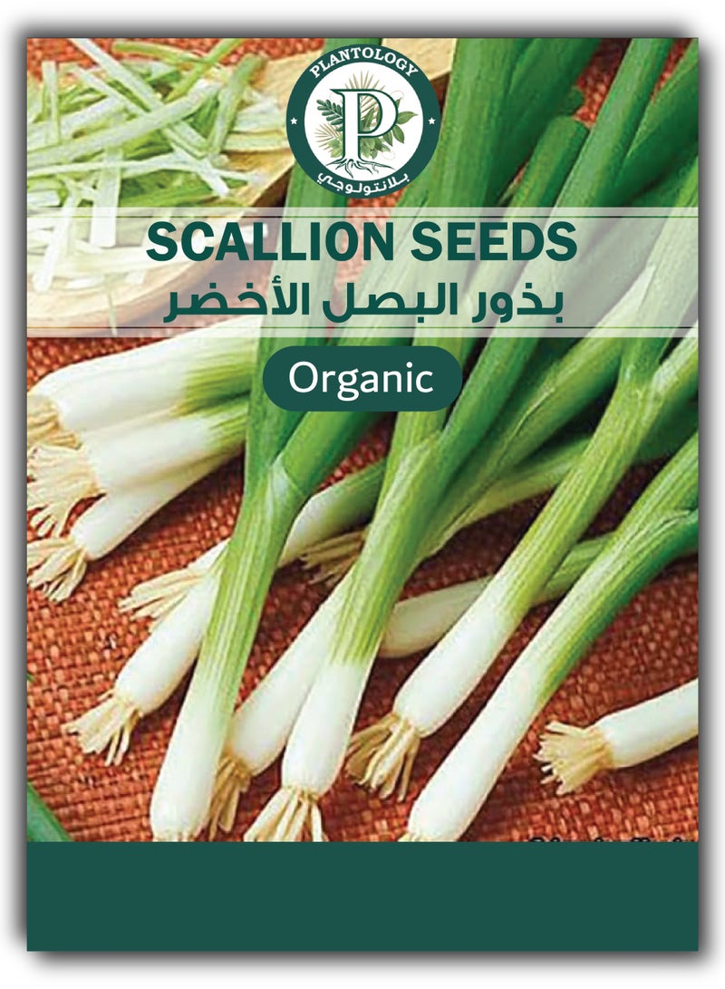 بذور البصل الأخضر للزراعة - بذور خضروات - عبوتان - Image 1