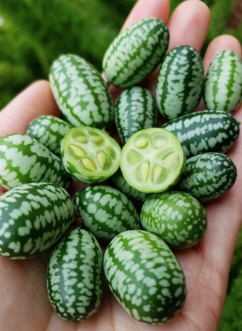 15 Seeds of Vegetable - Cucamelon - Tastes Like Cucumber