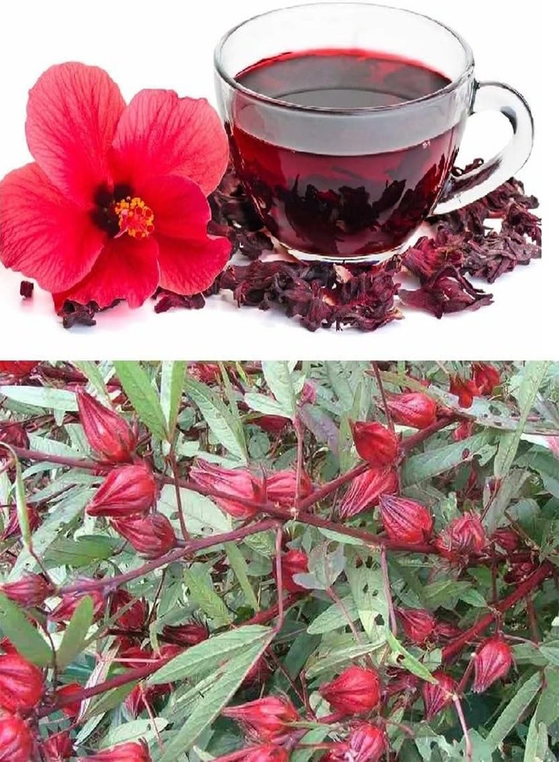 جي جوت بذور الكركديه سابداريفا روزيل 30+ - Image 1