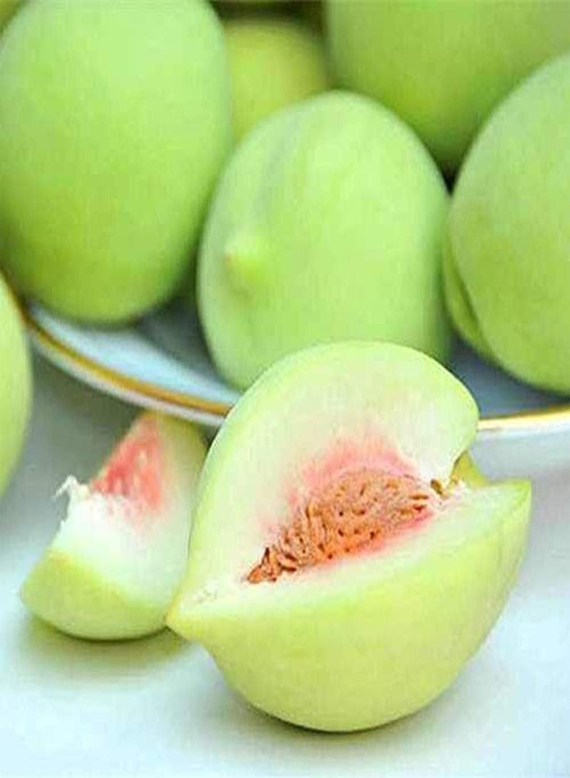GGOOT 10pcs Peach Seeds Garden Planting Exotic Varieties Brings Fulfillment Artistic Feelings Planting Perennial Fast-Growing Special - Image 2