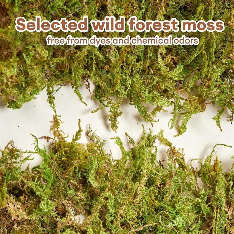BUCATSTATE 5L Hamster Bedding, Natural Forest Moss Hamster Bedding Odor Control, Nature Hamsters Substrate Cage Accessories for Dwarf Syrian Hamsters, Mice, Gerbils (Dried Moss) - Image 3