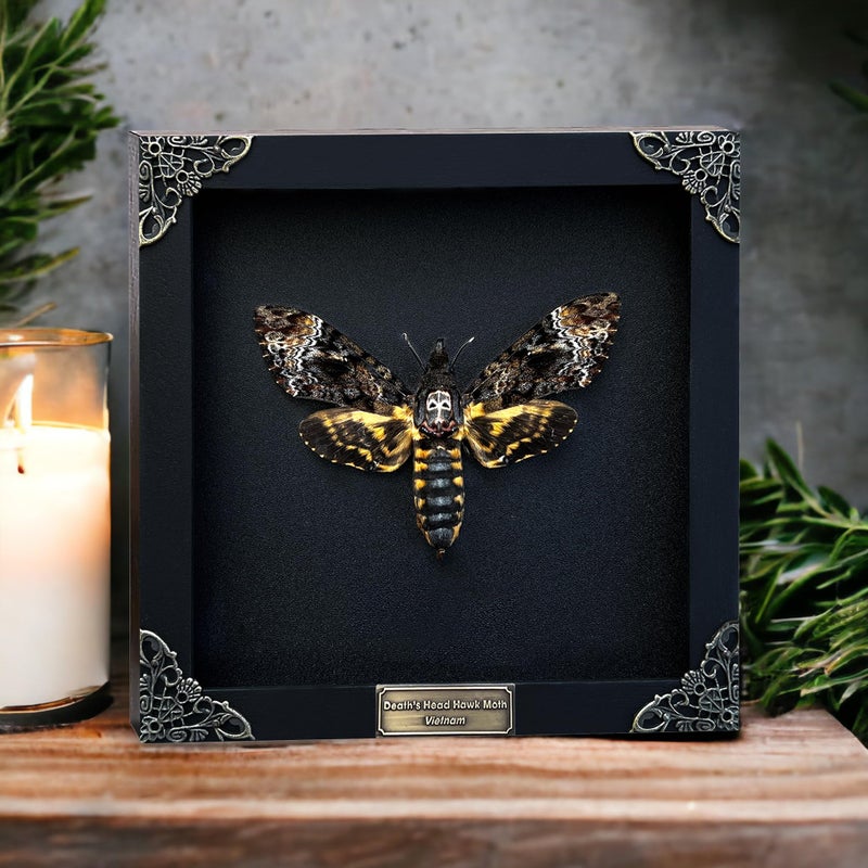 VINADECOR Real Death Head Moth White Skull Acherontia Gothic Witchy Spooky Halloween Butterfly Entomology Shadow Box Insect Oddity Curiosities Taxidermy Wall Art Home Decor Living Gallery CF18-01-DO-MT - Image 2