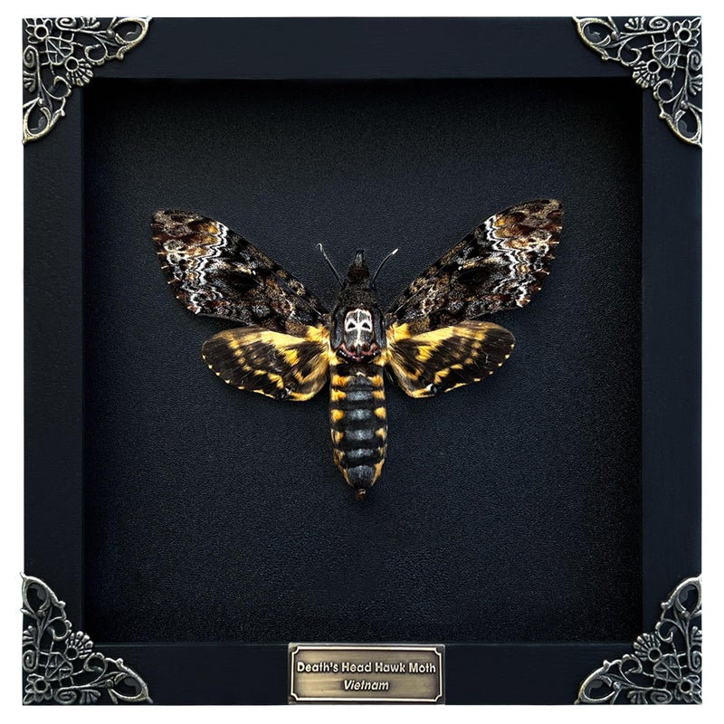 VINADECOR Real Death Head Moth White Skull Acherontia Gothic Witchy Spooky Halloween Butterfly Entomology Shadow Box Insect Oddity Curiosities Taxidermy Wall Art Home Decor Living Gallery CF18-01-DO-MT - Image 1