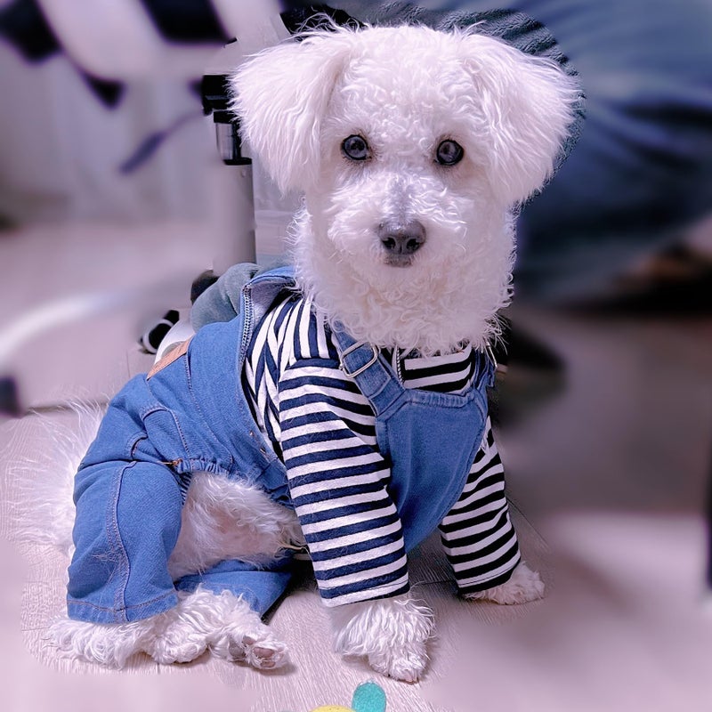 Rbenxia 1 Piece of Dog Denim Shirts Puppy Jean Jacket Sling Jumpsuit Costumes Pet Jean Overalls Dog Pants Outfits for Small Puppy Cat Pets (Blue, Medium) - Image 4