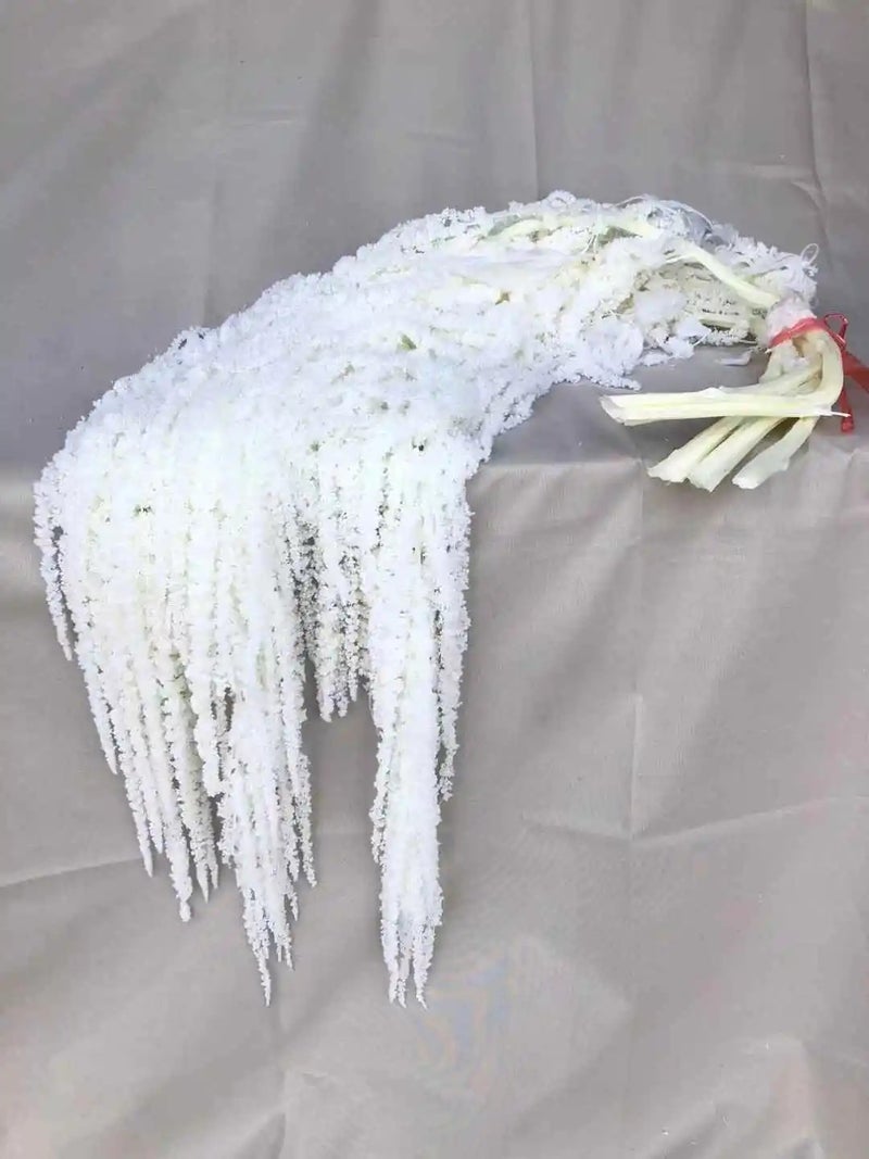 Bluejw Red White Black Dried Amaranthus - Frozen Preserved Fresh Real Amaranthus Dry Flower for Wedding Events DIY Floral Arrangements & Home Decor - Image 1
