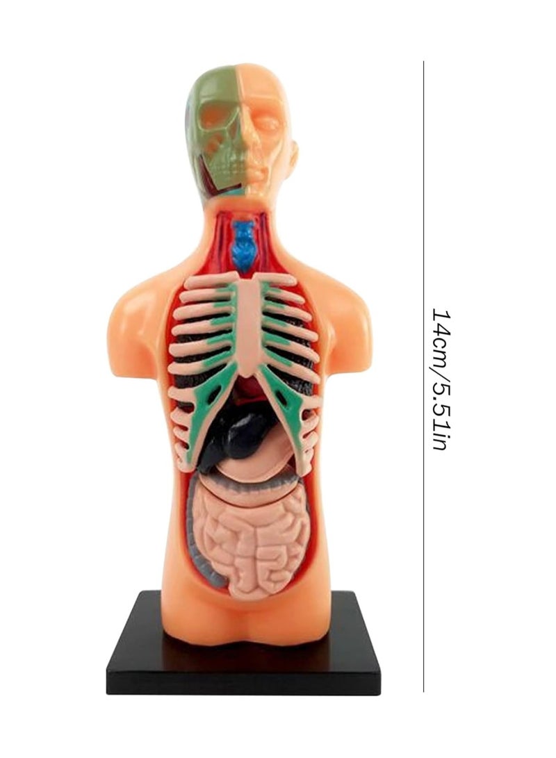نموذج تشريحي لنصف الجسم. مجموعة جسم الإنسان للأطفال. نموذج الجذع بأجزاء قابلة للفصل. مجموعة العلوم الطبية لمرحلة ما قبل المدرسة والمدارس - Image 2