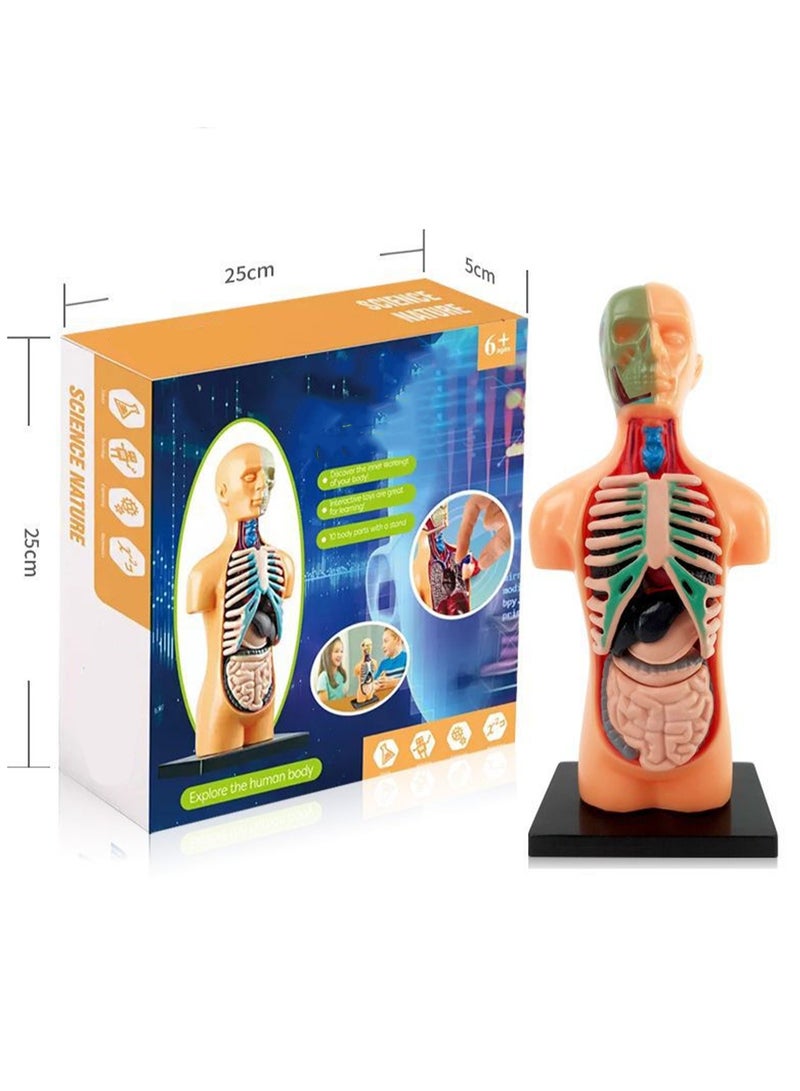 نموذج تشريحي لنصف الجسم. مجموعة جسم الإنسان للأطفال. نموذج الجذع بأجزاء قابلة للفصل. مجموعة العلوم الطبية لمرحلة ما قبل المدرسة والمدارس - Image 3