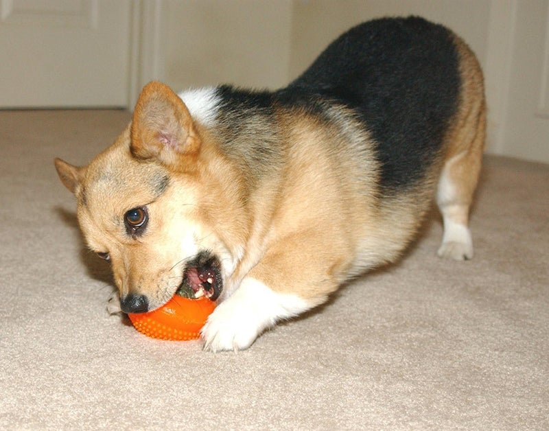 Starmark Everlasting Treat Bento Ball Tough Dog Chew Toy - Small - Image 2