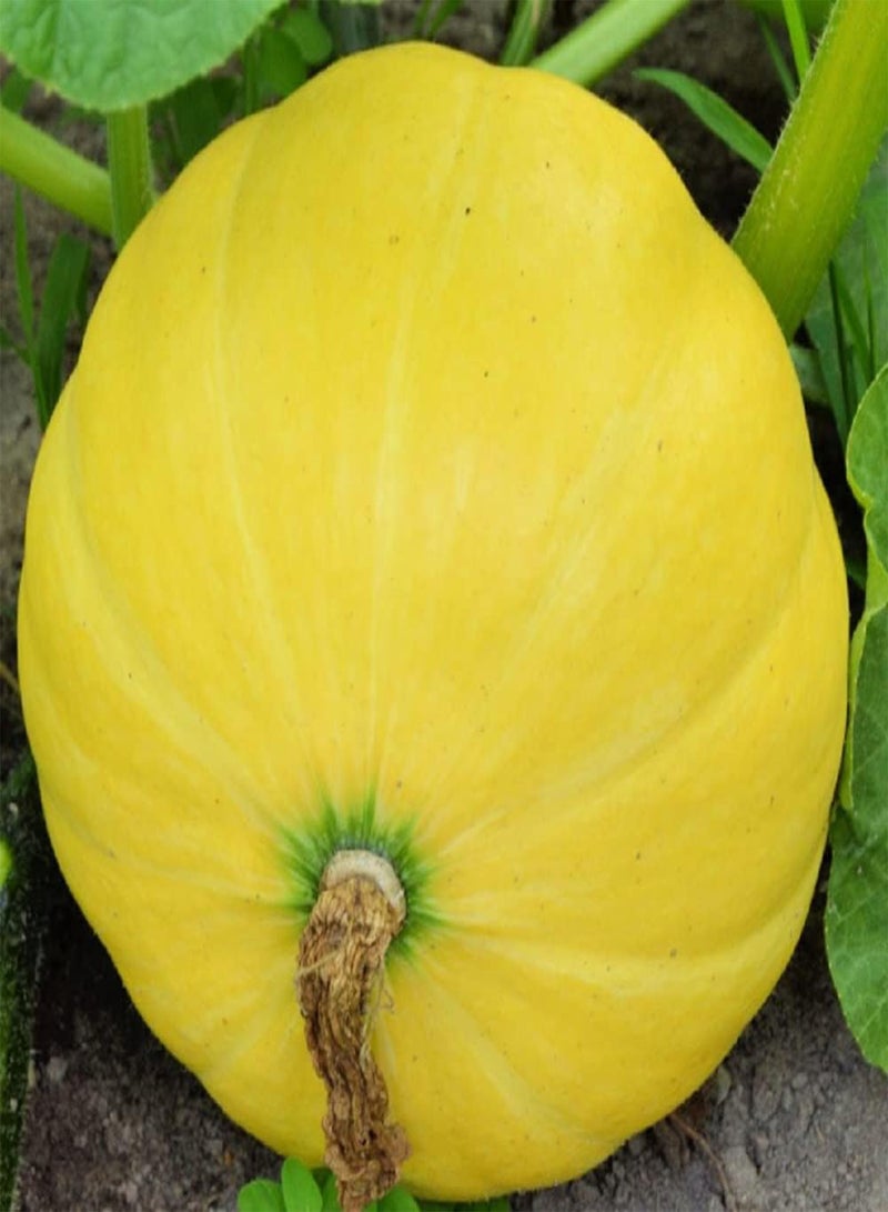 GGOOT 20 Yellow Paris Pumpkin Seeds NonGMO Heirloom Fresh Garden Seeds - Image 1