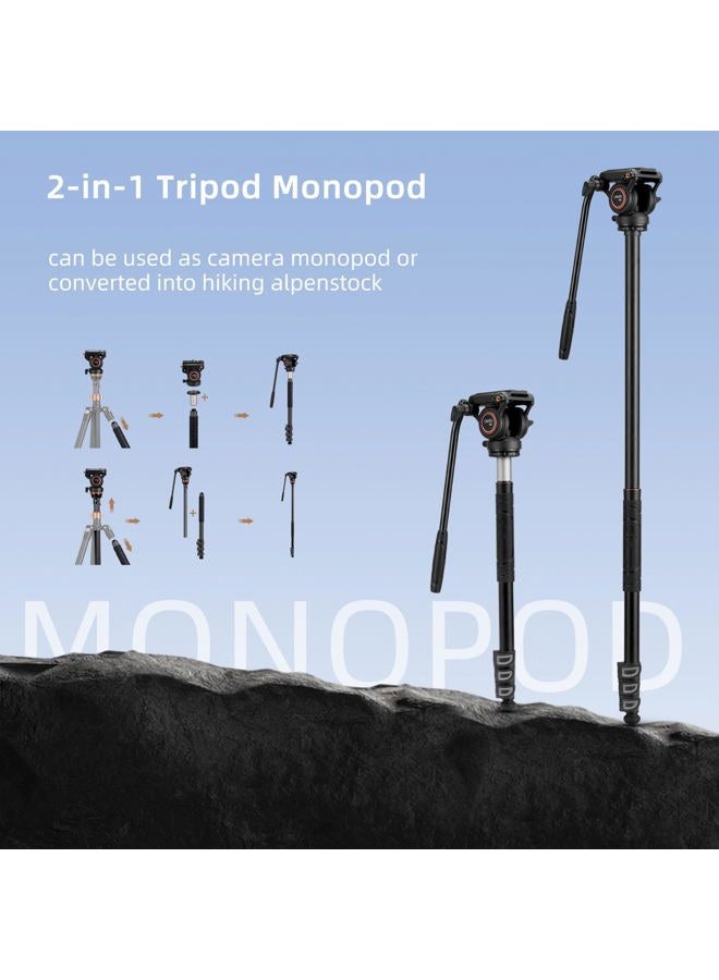 Cayer CF2451 67 Inch Carbon Fiber Video Tripod with Fluid Drag Head, Compact 4 Section DSLR Tripod Converts to Monopod for Canon Nikon Sony DSLR Camera - Image 4