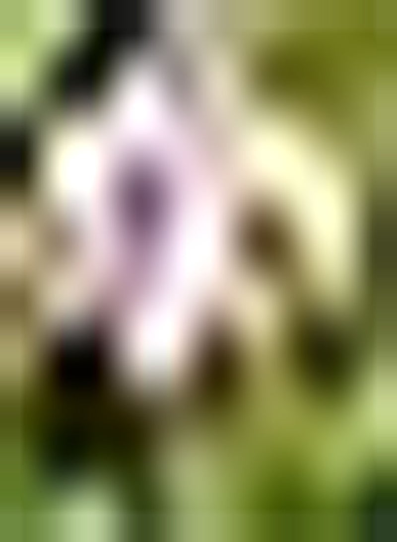 GGOOT 10pcs Mixed Color Tulip Seeds Perennial Variety Suitable for Decorating Home Garden Flower Bed Layout Window Sill Decoration Good Ecological Effect - Image 1