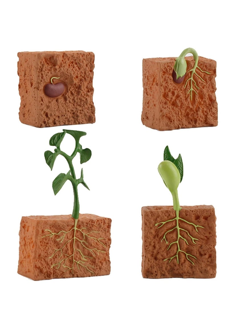 Oasisgalore 4-Piece Plant Growth Cycle Model Set - Educational Toy for Kids Aged 5-8  - Image 1