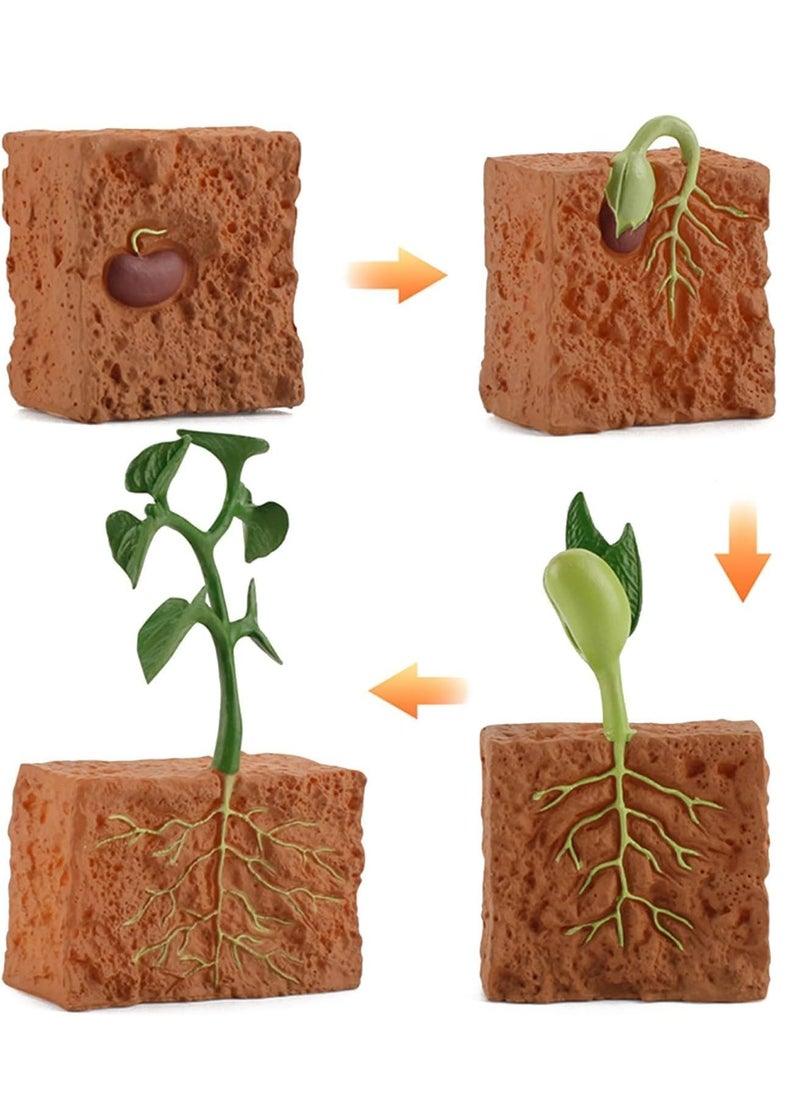 Oasisgalore 4-Piece Plant Growth Cycle Model Set - Educational Toy for Kids Aged 5-8  - Image 2
