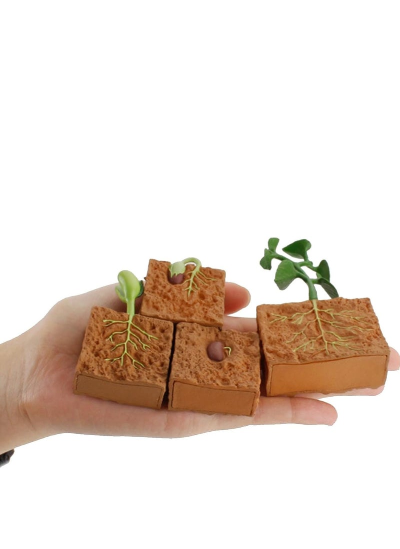 Oasisgalore 4-Piece Plant Growth Cycle Model Set - Educational Toy for Kids Aged 5-8  - Image 3