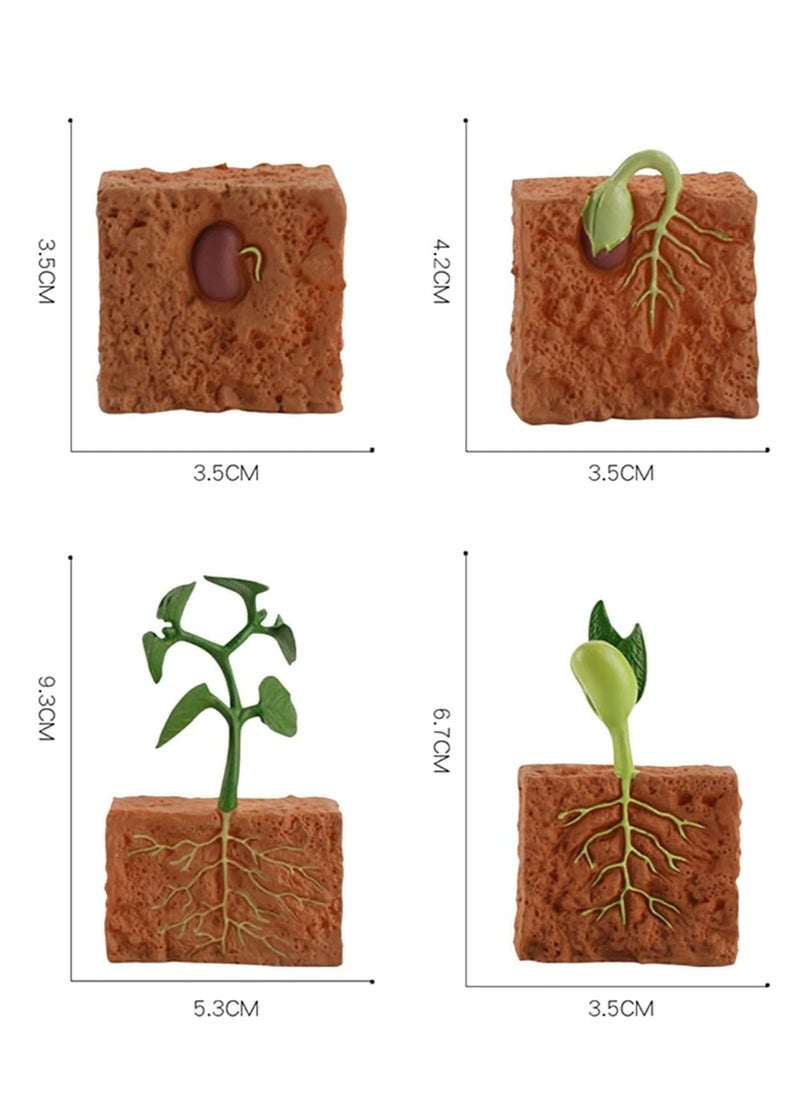 Oasisgalore 4-Piece Plant Growth Cycle Model Set - Educational Toy for Kids Aged 5-8  - Image 4