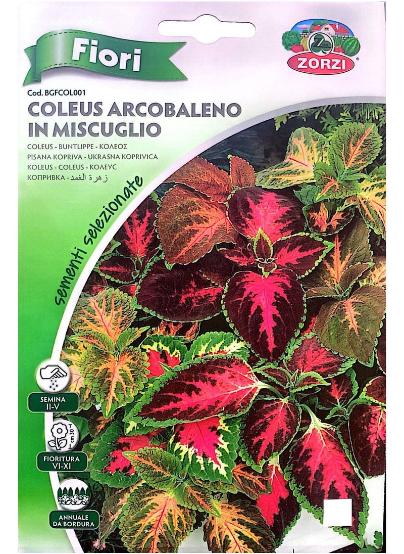 ZORZI - Coleus Arcobaleno Seeds - Image 1